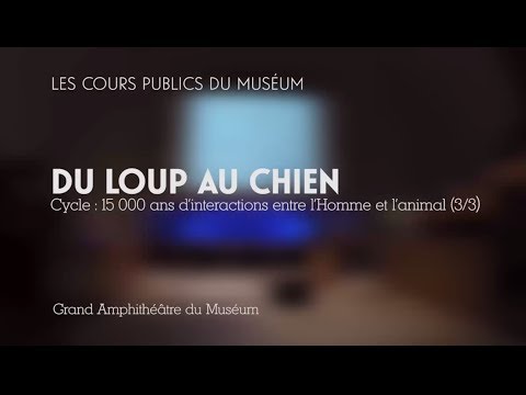 Homme/animal - Du loup au chien